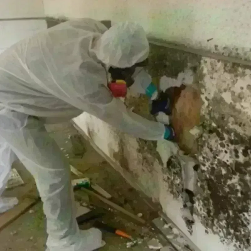 Mold Remediation and Removal in Rensselaer, IN